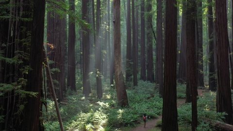 Sunlight shines in a beautiful old-growth Redwood forest in Humboldt, California. Redwood trees, Sequoia sempervirens, are among the tallest and most massive tree species on the planet.