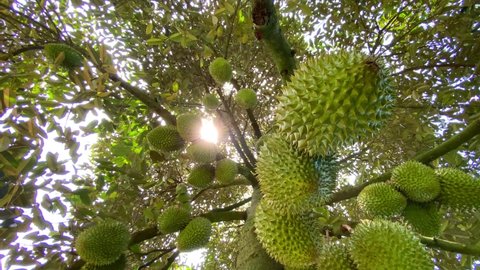 many durians on the tree 