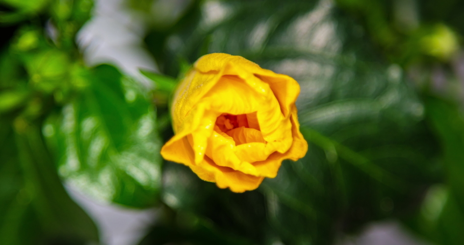 A hibiscus flower blooms. The bud opens and blooms into a large orange yellow flower. Time lapse of a blooming hibiscus flower. Detailed macro time lapse of a blooming flower. Hibiscus bloom Royalty-Free Stock Footage #1061192554