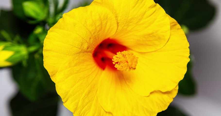 A hibiscus flower blooms. The bud opens and blooms into a large orange yellow flower. Time lapse of a blooming hibiscus flower. Detailed macro time lapse of a blooming flower. Hibiscus bloom Royalty-Free Stock Footage #1061192554