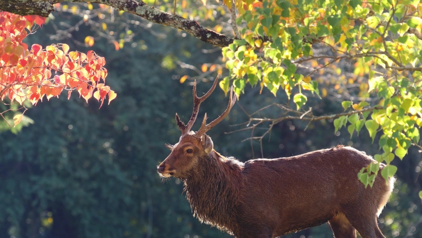 Beautiful Japanese spotted deer(male gender) and colorful tree with morning backlit ,close up Royalty-Free Stock Footage #1061197027