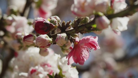 Spring Red Flowers Buds In Stock Footage Video 100 Royalty Free Shutterstock