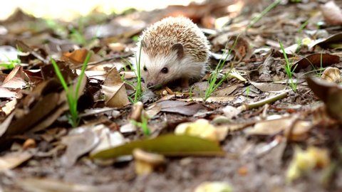 Beautiful dwarf hedgehogs foraging and has leaves around, Erinaceus europaeus, European hedgehog or common hedgehog 4k, video-stock 4k.
