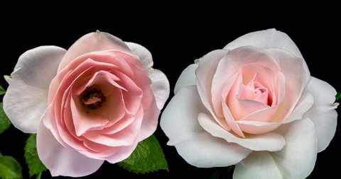 Beautiful Opening Pink Rose On の動画素材 ロイヤリティフリー Shutterstock