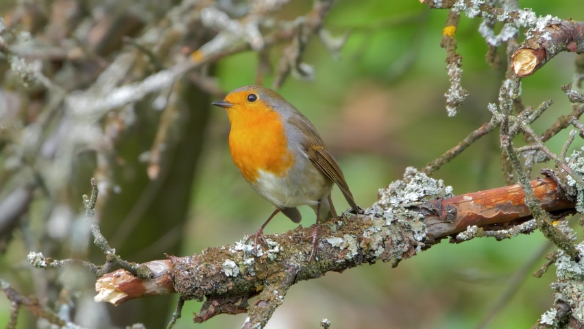 European robin perched on branch in autumn (Erithacus Rubecula) | Shutterstock HD Video #1061201602
