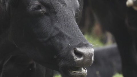 Close-up of a black chewing cow's face, masticate the grass. Super slow motion 1000 fps.