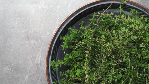 Rotating metal bowl with pile of fresh harvested thyme (thymus vulgaris) on concrete background. Overhead shot. 4K footage.