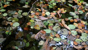 Medium shot fallen leaves in autumn on the water surface of a small pond. Real time 4K