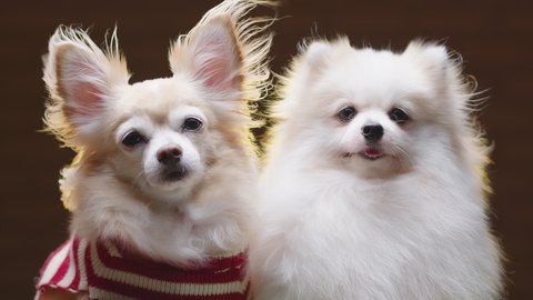 two lap dog chihuahua and pomeranien friend sit together with casual and relax wear winter sweater cloth with dark background
