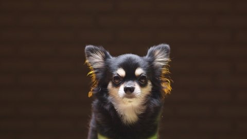 portrait of black color chihuahua lap dog animal sitting casual relax dark background