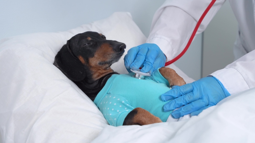 Dachshund dog, black and tan, sleeping in bed with high fever temperature, or virus, covered by a blanket, vet auditions a dog with a stethoscope. | Shutterstock HD Video #1061206372