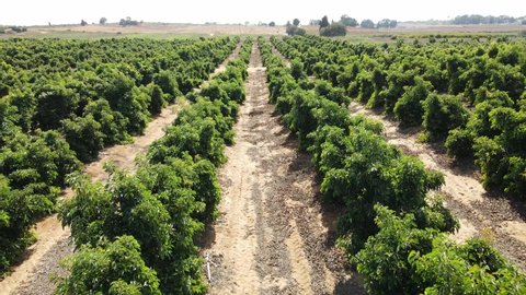 Large Avocado plantation in north Israel with young trees orchard, green avocado tree before harvesting, Aerial footage

