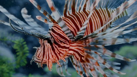 A common lionfish, Pterois volitans,  in a coral reef,  Raja Ampat, Indonesia
