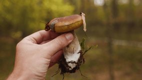 Closeup point of view 4k video of male hand holding small cute edibel porcini mushroom in hand while standing in autumn scenic forest