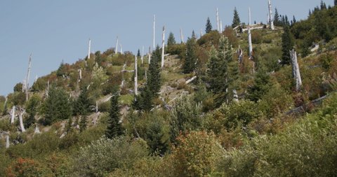 Mount St. Helens Summer Snags Dead Trees Blast Zone Recovery Succession