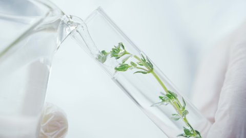 Green sprout of medicinal herbs in a test tube. The laboratory assistant pours water into a test tube with a sprout. Obtaining a natural herbal extract. Study of the healing properties of plants.