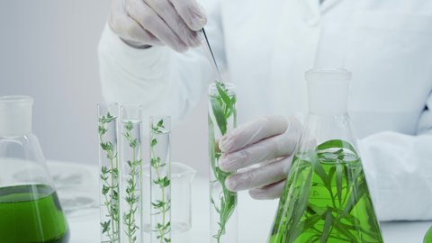 The laboratory assistant takes out the sprout from the test tube. Obtaining an extract from natural herbs and algae. Natural cosmetics production. Research on the healing properties of plants.