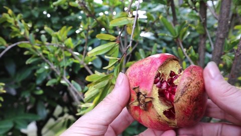 woman's hands pluck a large fruit of a ripe open pomegranate