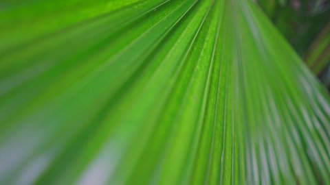 zoom in close up Areca palm leaf background