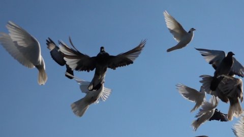 Slow flight of a beautiful flock of doves in the blue sky, on a sunny day