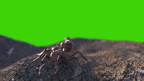 Group of Ants Walks Green Screen Front Ground 3D Rendering Animation 4K