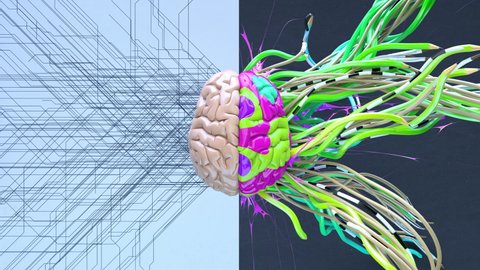 Creative left brain functions and right analytic hemisphere. 3d art color animation background