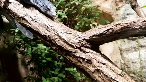 Big grey lizard climbing a tree in the zoo. Watching amphibians in a terrarium. Using wild animals in captivity as tourist attraction. Lizard sitting on a branch indoors.