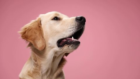 eager Labrador retriever puppy looking to side, searching for food, sticking out tongue and panting, yawning and craving on pink background in studio