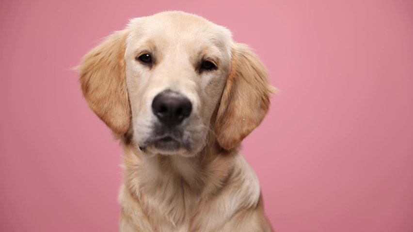 Adorable Labrador Retriever Puppy Looking Arkivvideomateriale 100 Royaltyfritt 1061231830 Shutterstock