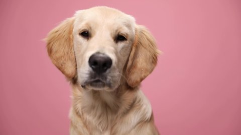 adorable Labrador retriever puppy looking up, sticking out tongue and panting, sitting on pink background in studio