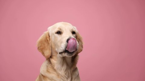 cute young Labrador retriever dog licking nose, looking to side and craving, waiting for food, walking on pink background in studio
