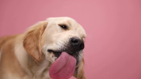 hungry Labrador retriever dog desirably licking transparent glasses and craving on pink background in studio