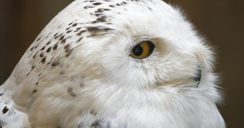 4K - Head of a polar owl. Close-up