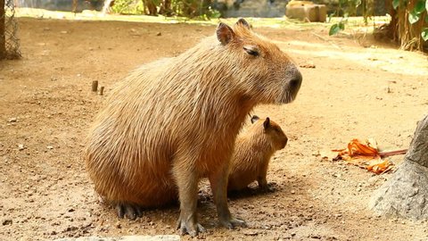 Capybara  family   resting  on clay yard  , outdoor  Chiangmai Thailand