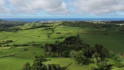 drone view of cows grazing in green fields on the Sao Miguel island - Azores, Portugal