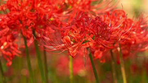 Red spider lily - Lycoris radiata - are bloom in park in JAPAN.