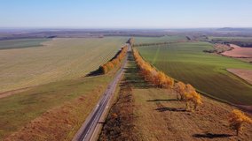 Aerial drone video of flight over country road and agricultural fields after harvest at autumn time. Altai Krai, Russia. A birch alley is planted along the road.
