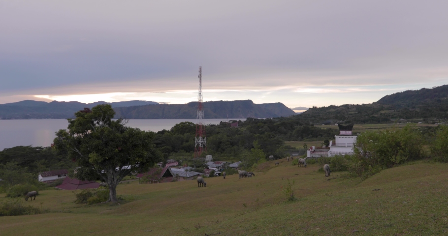 Grassy hillside with buffalo eating Lake Toba in the background