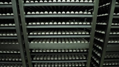 Rows of chicken eggs, close up. Many eggs are on metal shelves on a farm or incubator
