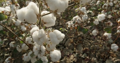 Cotton field, close-up of a cotton Bush swaying in the wind, ready for harvest. Cotton plantation . 4K video