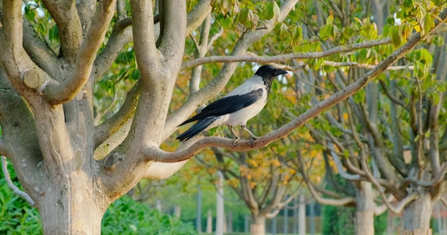 a crow sits on a tree branch in a Park