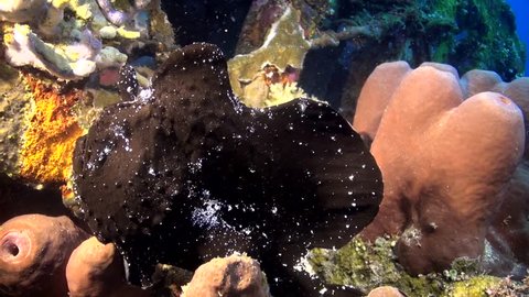 Giant Black Frogfish sits patiently for prey on Sponge