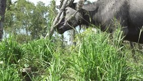 The buffalo in the countryside of Thailand, eating grass in the green field
