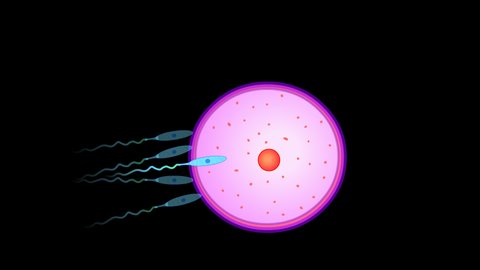 Sperm into the egg, formation of zygote. Fertilization, fertilizer. Movement of sperm, ovum and zygote. Mitotic division. Human reproduction. 4K medical, mitosis transparent, alpha channel animation.