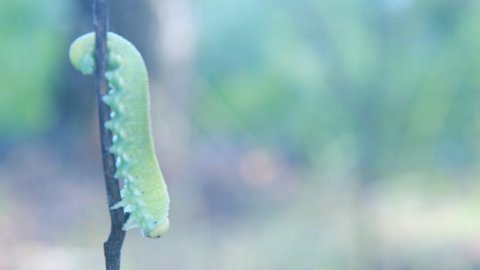 Green caterpillar crawling on plant. Closeup macro shot.