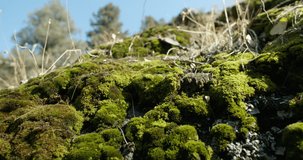 On a Sunny day, moss grows on mountain rocks. Close up. 4K video
