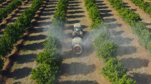 Rear aerial view of a tractor spraying pesticide onto orange trees