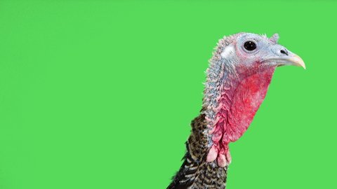 female turkey head appears on the green screen and then disappears from the screen.