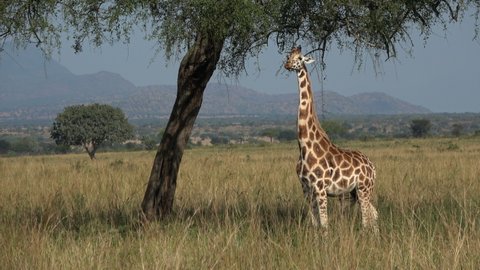 Rothschild's giraffe (Giraffa camelopardalis rothschildi) eating in Kidepo Valley National Park