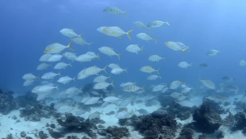 Juvenile adult golden trevally schooling in beautiful clear water | Shutterstock HD Video #10612592
